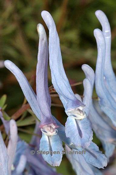 corydalis flexuosa 1 graphic